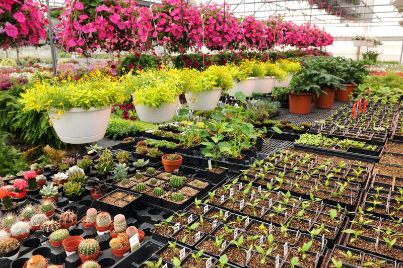 Création d'espaces verts durables, quelles plantes privilégier ?