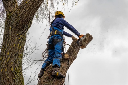Pourquoi l'élagage régulier est crucial pour la santé de vos arbres