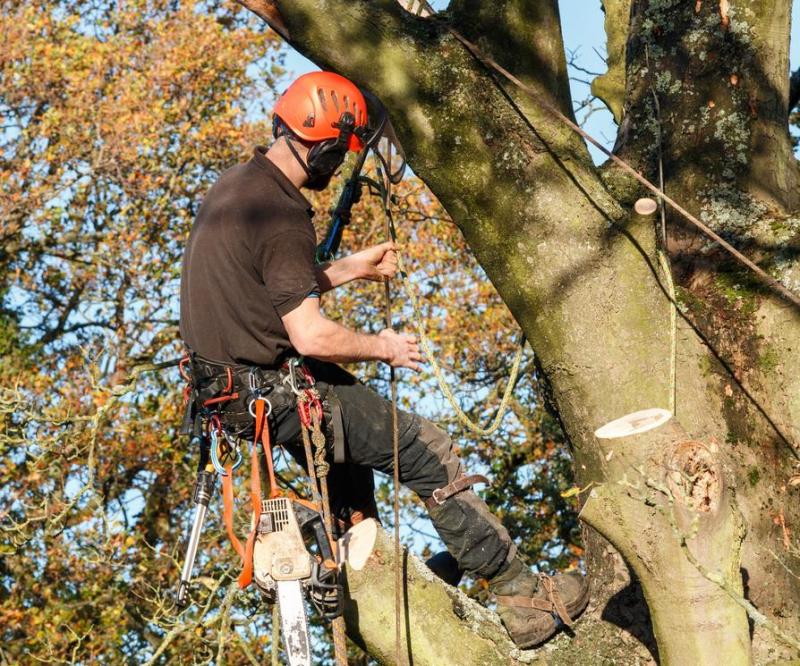 D&eacute;broussaillage de terrain : techniques et conseils pratiques